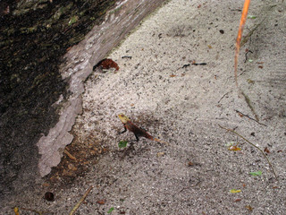  lizard