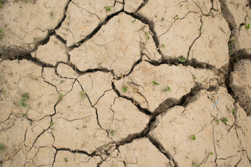 Dried cracked soil with a small plants