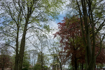 Netherlands,Lisse, LOW ANGLE VIEW OF TREES IN FOREST AGAINST SKY