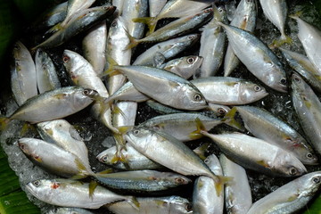 Fresh mackerel fish in market , Sea fish in stall.