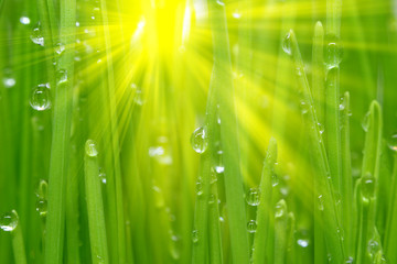 Fototapeta na wymiar green grass with water drops