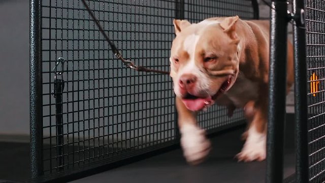 Fitness motivation funny joke. Adult Dog, running on treadmill doing his Cardio workout. Cool smart pet. Video footage, front view, close up