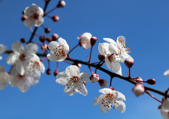 Plum tree  blossom in the spring, light pink flowers agains the sky