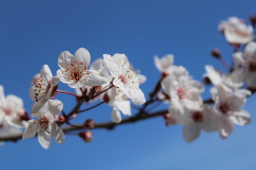 Plum tree  blossom in the spring, light pink flowers agains the sky
