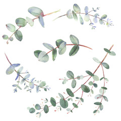 Eucalyptus twigs watercolor illustrations