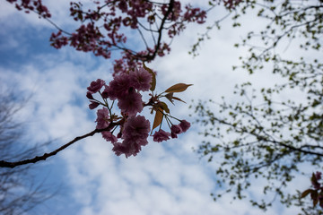 Netherlands,Lisse, LOW ANGLE VIEW OF CHERRY BLOSSOM AGAINST SKY