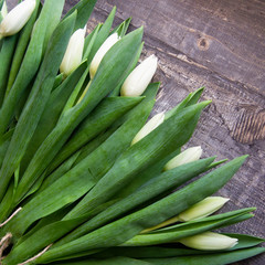 freshly cut white tulips on wooden surface