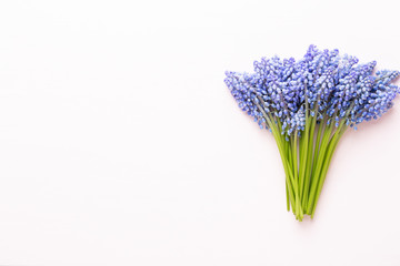 Fototapeta premium Spring blue muscari flowers. Muscari flowers on pink pastel background. Spring greeting card.