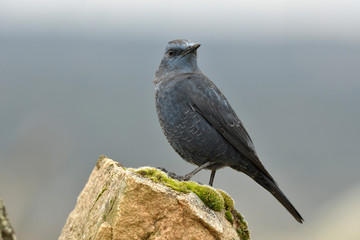 Roquero solitario posando sobre unas rocas