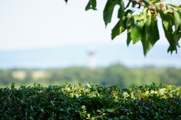 Weiterblick über eine Isolierte Hecke 