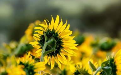 Sunflower follow the sun