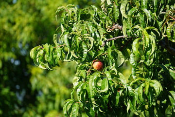 Isoilierter Apfelbaum
