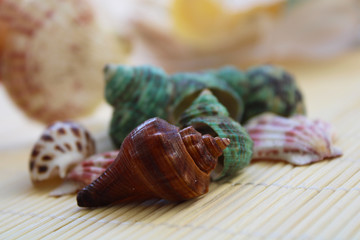 Sea shells decorative