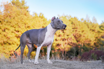 portrait beautiful dog blue american staffordshire terrier pit bull puppy walking outdoor in autumn forest