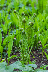 young fern leaves are twisted in spiral
