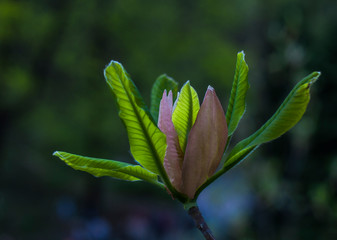magnolia flower is about to bloom in spring