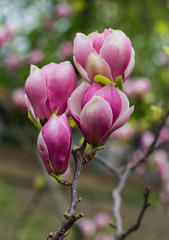 magnolia branch with flowers in nature
