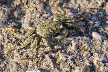 Obraz na płótnie Canvas Mottled Shore Crab on the beach