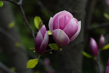 magnolia branch with flowers in nature