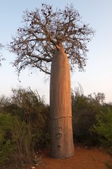 Baobab