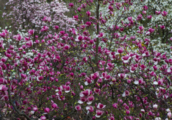 natural background of blossoming magnolia