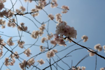 은은한 분홍색이 돋보이는 벗꽃나무