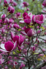natural background of blossoming magnolia