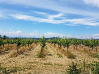 Fototapeta na wymiar Beautiful vineyard in the mountains