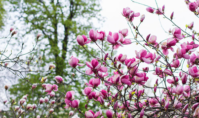 natural background of blossoming magnolia
