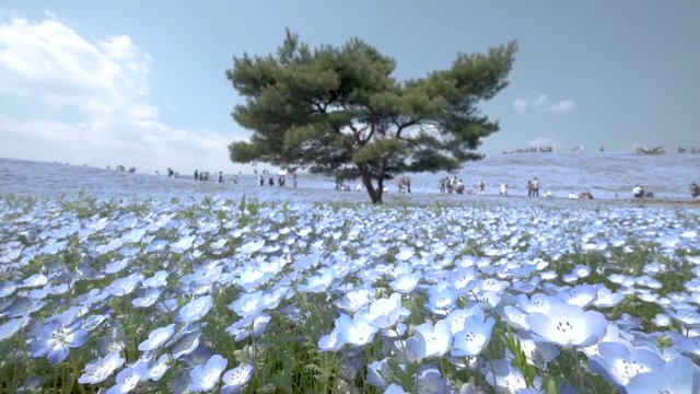 Slow motion - Tourist enjoy with A lonely huge tree on the hill with the sea of blue flowers (Nemophila or Baby Blue Eye) blossoming at Hitachi Seaside Park in spring under blue sky at Ibaraki, Japan