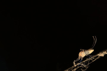 Mosquito and blacl background with copy space for text