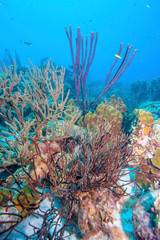 Fototapeta na wymiar Underwater coral reef in Caribbean