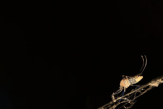 Mosquito and blacl background with copy space for text