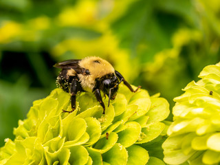 Bumble bee in summer