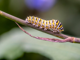 monarch butterfly, Danaus plexippus