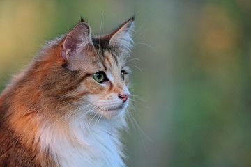 Naklejka na ściany i meble Norwegian forest cat female in the evening light