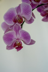 Fototapeta na wymiar Netherlands,Lisse, a white vase filled with purple flowers