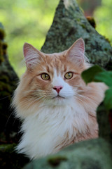 Naklejka na ściany i meble A norwegian forest cat on a stone in garden