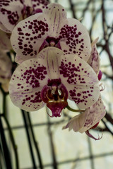 Netherlands,Lisse, a close up of a flower