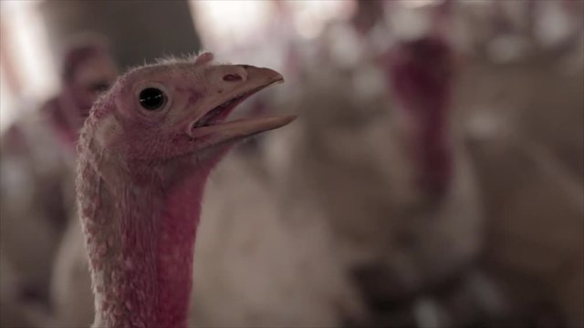 This is a closeup shot of a Turkey in a Turkey farm with other turkeys moving in the background.