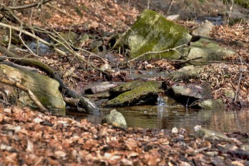Stream among stones and leaves
