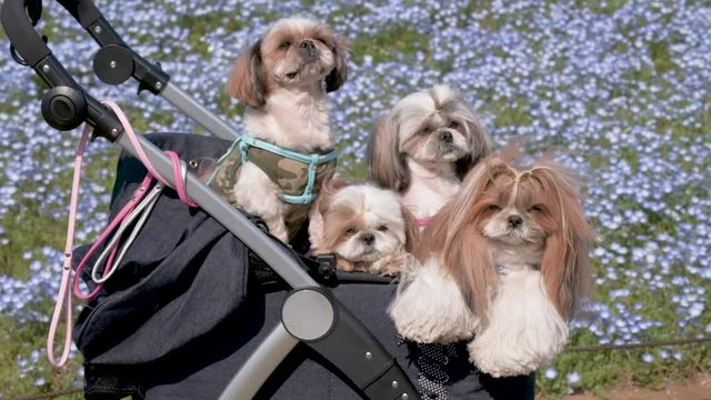 Slow motion- Small four dog on stroller is enjoy with nemophila flower at Hitachi Seaside Park, Ibaraki, Japan. blurred nemophila field as background