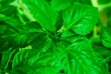 Natural background of beautiful green leaves