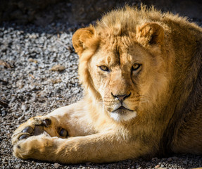 Portrait of South African lion (Panthera leo krugeri) relaxing in a meadow at ZOO