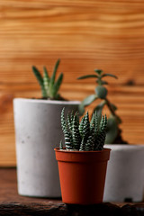 green plant in a concrete pot, creative home decoration. on wooden background