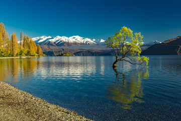 The Lonely tree of Lake Wanaka and snowy Buchanan Peaks, South Island, New Zealand