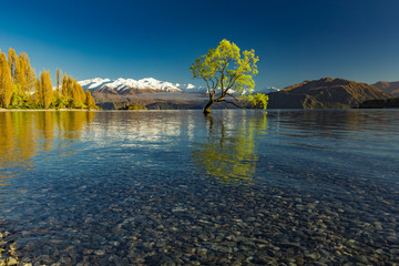 The Lonely tree of Lake Wanaka and snowy Buchanan Peaks, South Island, New Zealand