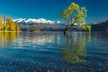 The Lonely tree of Lake Wanaka and snowy Buchanan Peaks, South Island, New Zealand