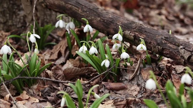 White blooming snowdrop folded or Galanthus plicatus in the forest background. Wind, light breeze, сloudy spring day, dolly shot, close up, shallow depts of the field, 59,94 fps