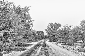 Road with mopani trees, colored white by calcrete dust. Monochrome